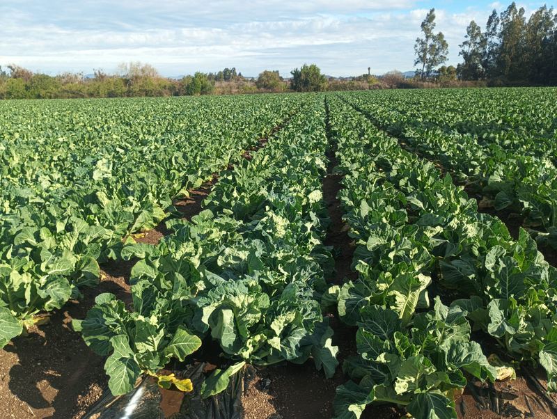 Arado de campo agrícola en Melipilla
