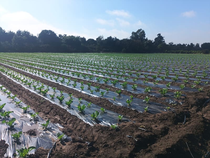 Cultivo crecido tras preparación de suelo en Melipilla