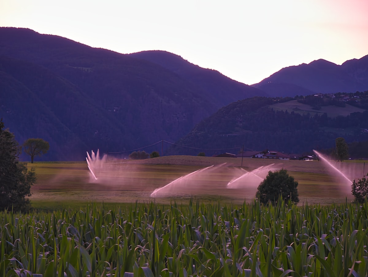 Aspersores de riego tecnificado regando un campo al atardecer
